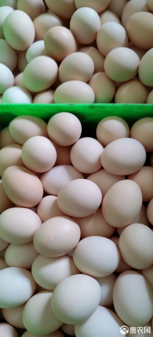 [粉殼蛋批發]源頭產地直供 合作社規模化養殖價格200元/箱 - 惠農網